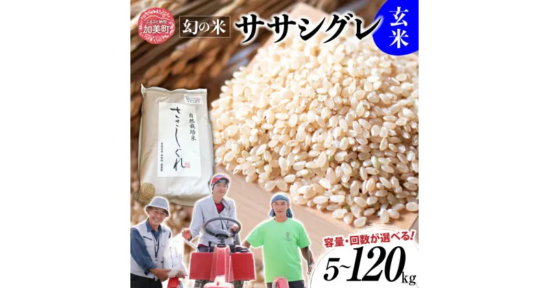 【ふるさと納税】米 定期便 玄米《 新米 先行受付 》 希少 品種 令和6年 宮城県産 ササシグレ 栽培期間中農薬 肥料 不使用 玄米 5kg 10kg 単品 3ヶ月 6ヶ月 12ヶ月 定期便 も 選べる ＜11月上旬以降の発送＞ [ 宮城県 加美町 ] お米 こめ コメ 精米 白米 玄米 ササニシキ