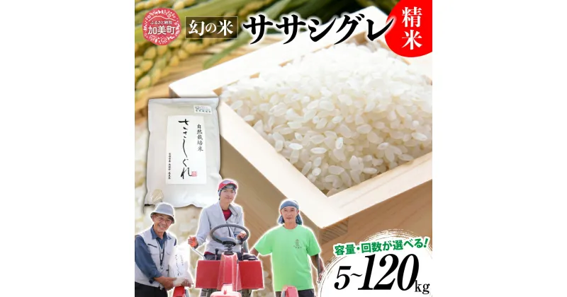 【ふるさと納税】 米 定期便 精米《 新米 先行受付 》 希少 品種 米 令和6年 宮城県産 ササシグレ 栽培期間中 農薬 肥 不使用 精米 5kg 10kg 単品 3ヶ月 6ヶ月 12ヶ月 定期便 ＜11月上旬以降の発送＞ [ 宮城県 加美町 ] 米 お米 こめ コメ 精米 白米 玄米 ササニシキ