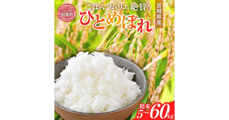 【ふるさと納税】令和6年産 宮城県産 ひとめぼれ 精米 5kg ～ 20kg | 2回 ～ 3回 定期便 (10kg ～ 60kg) | sg00001-r6 ＜菅原商店＞｜ 宮城県 加美町