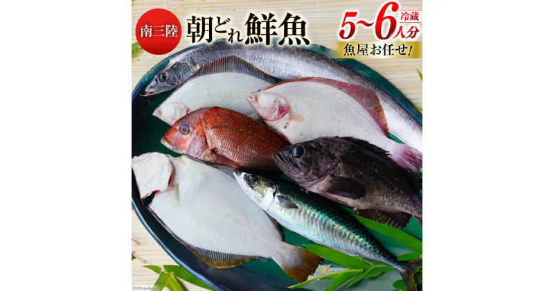 【ふるさと納税】鮮魚 詰め合わせ 朝どれ鮮魚BOX 5～6人前 下処理済み [さかなのみうら 宮城県 南三陸町 30aj0007] 魚 旬 朝とれ 産地直送