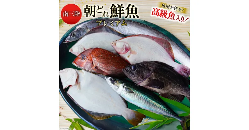 【ふるさと納税】鮮魚 詰め合わせ 朝どれ鮮魚BOX プレミアム 下処理済み [さかなのみうら 宮城県 南三陸町 30aj0008] 魚 旬 朝とれ 産地直送