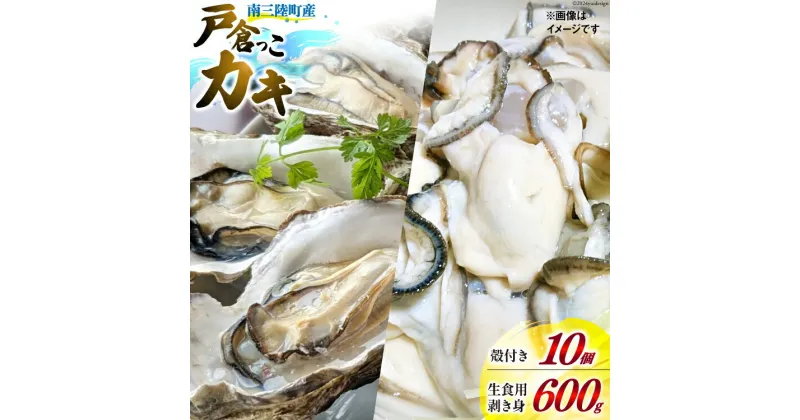 【ふるさと納税】【期間限定発送】牡蠣 生食 南三陸町産 戸倉っこカキ 300g×2本 計600g 殻付き牡蠣 10個 [宮城県漁業協同組合志津川支所 宮城県 南三陸町 30an0003] 生カキ 生食用 剥き身 かき カキ 生ガキ むき身 むき 殻付