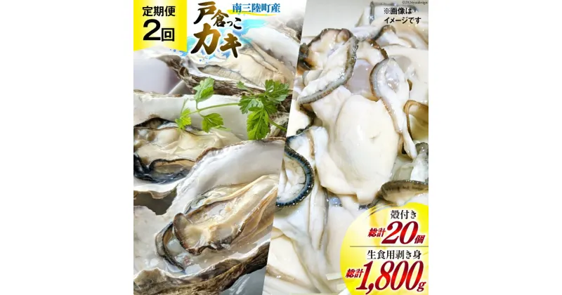 【ふるさと納税】【期間限定発送】2回 定期便 牡蠣 生食 南三陸町産 戸倉っこカキ 300g×3本 計900g 殻付き牡蠣 10個 [宮城県漁業協同組合志津川支所 宮城県 南三陸町 30an0005] 生カキ 生食用 剥き身 かき カキ 生ガキ むき身 むき 殻付