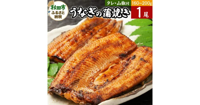 【ふるさと納税】うなぎ うなぎ蒲焼き 160〜200g×1尾(タレ・山椒付き) 仕出しのせきや 鰻 土用の丑の日