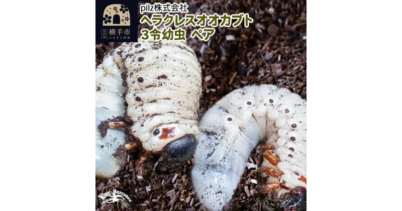 【ふるさと納税】《TVで紹介されました》ヘラクレスオオカブト（3令幼虫）ペア かぶとむし カブトムシ 昆虫 幼虫 生体