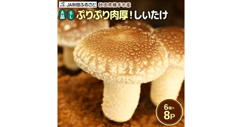 【ふるさと納税】しいたけ A級品 Lサイズ 約1.2kg(約150g(6個入)×8パック)