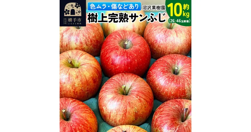 【ふるさと納税】【色ムラ・キズ等あり】樹上完熟サンフジ 約10kg（26〜46玉前後）