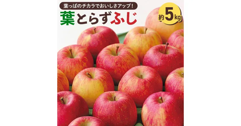 【ふるさと納税】＜先行受付 12月中旬以降順次発送＞横手産 葉とらずふじ 約5kg