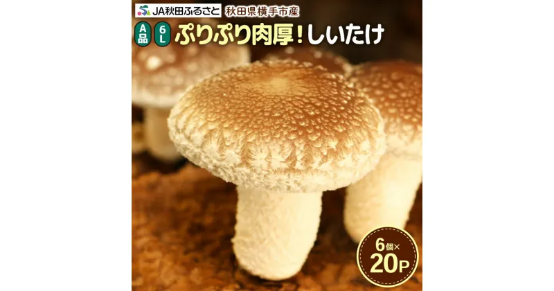 【ふるさと納税】しいたけ A品 6L（約150g）×20パック