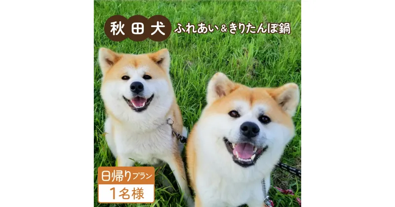 【ふるさと納税】【日帰りプラン】秋田犬ふれあい体験と日替わりランチ 1名様分 食事 日替わり ランチ チケット 体験 秋田犬 ふれあい 郷土料理 きりたんぽ プラン 記念 オリジナル サービス ふるさわおんせん 東北 秋田【50P8407】