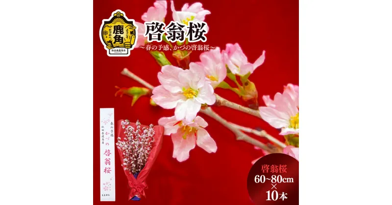 【ふるさと納税】《 先行予約 》 啓翁桜 ( 60～80cm × 10本 ) 生花 花 インテリア 春 冬 花見 お正月 結婚 卒園 卒業 プレゼント お土産 母の日 贈り物 贈答用 家庭用 グルメ ギフト 故郷 秋田 あきた 鹿角市 鹿角 送料無料 【さとう農園】