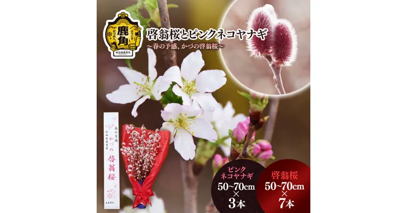 【ふるさと納税】《 先行予約 》 啓翁桜とピンクネコヤナギセット ( 50～70cm × 7本／50～70cm × 3本 ) 生花 花 インテリア 結婚 卒園 卒業 プレゼント お土産 母の日 グルメ ギフト 故郷 秋田 あきた 鹿角市 鹿角 送料無料 【さとう農園】