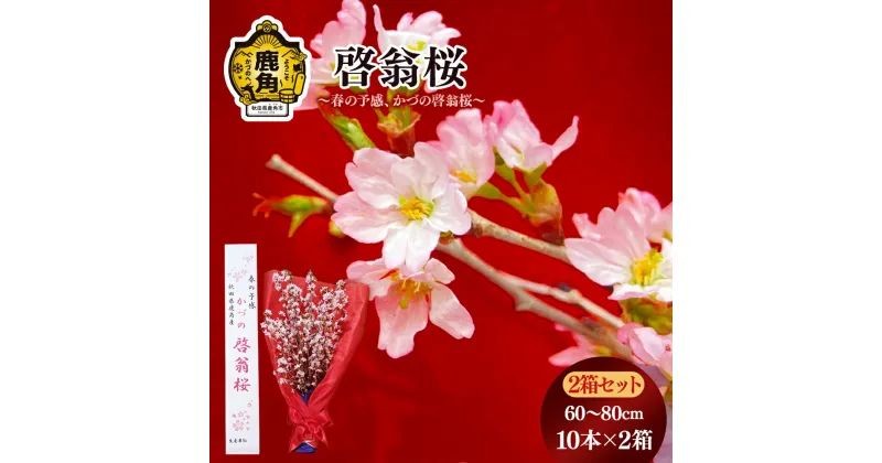 【ふるさと納税】《 先行予約 》 啓翁桜 ( 60～80cm × 10本 ) 2箱セット 生花 花 インテリア 春 冬 花見 お正月 結婚 卒園 卒業 プレゼント お土産 母の日 贈り物 贈答用 家庭用 グルメ ギフト 故郷 秋田 あきた 鹿角市 鹿角 送料無料 【さとう農園】