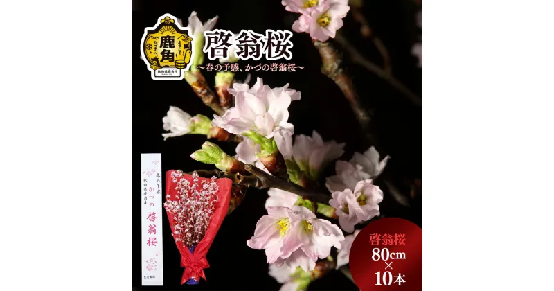 【ふるさと納税】《 先行予約 》 啓翁桜 ( 80cm × 10本 ) 生花 花 インテリア 常温 春 冬 花見 お正月 結婚 卒園 卒業 プレゼント お土産 母の日 贈り物 贈答用 家庭用 グルメ ギフト 故郷 秋田 あきた 鹿角市 鹿角 送料無料 【さとう農園】