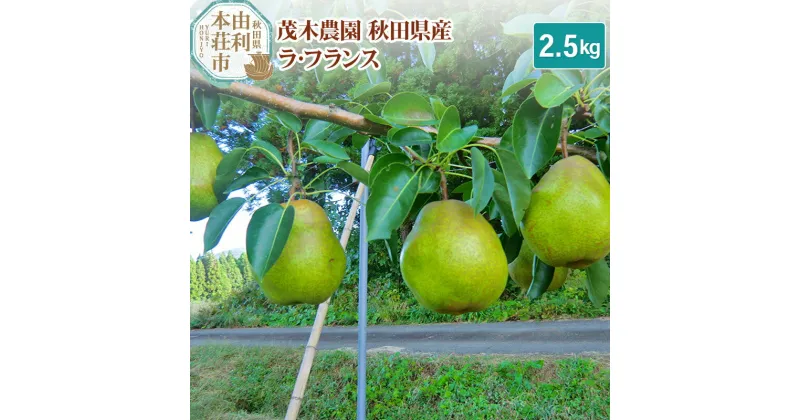 【ふるさと納税】茂木農園 秋田県産 ラ・フランス 2.5kg