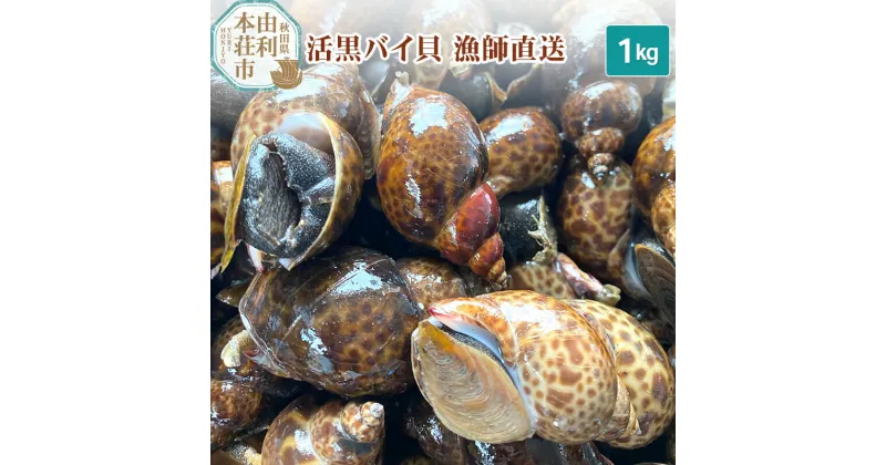 【ふるさと納税】由利本荘市産 活黒バイ貝 1kg