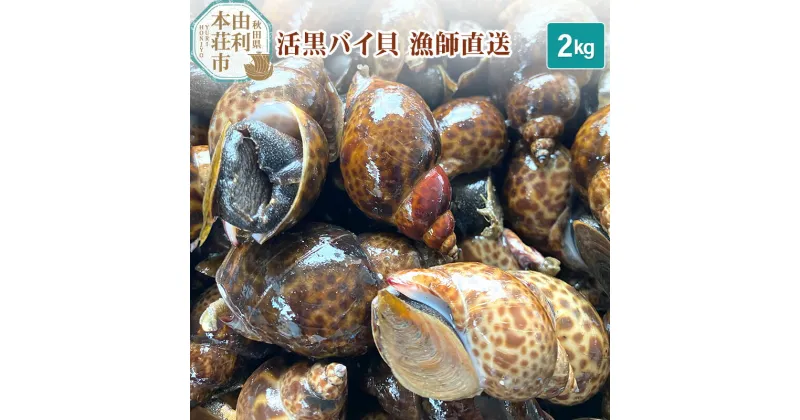 【ふるさと納税】由利本荘市産 活黒バイ貝 2kg