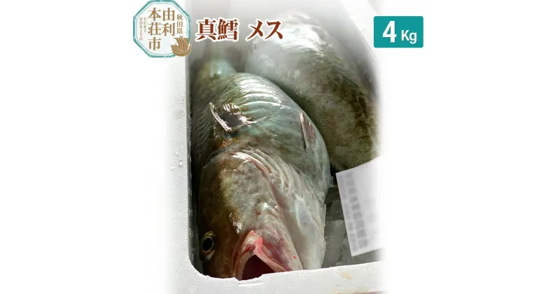 【ふるさと納税】真鱈 【メス】 4kg 天然 漁師直送 (配送期間 10月～1月末予定、期間外は次期予約扱い) マダラ タラ 高級魚 たら まだら 魚