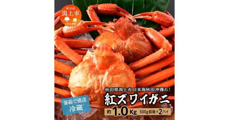 【ふるさと納税】《 冷蔵 》 ズワイガニ 2匹 約 1kg 紅ズワイガニ ベニズワイガニ ずわい ズワイ蟹 ずわいがに ずわい蟹 姿 ボイル 訳あり 蟹 カニ かに 国産 蟹 不揃い 傷 緊急 カニみそ入り 秋田 潟上市 【安田水産】