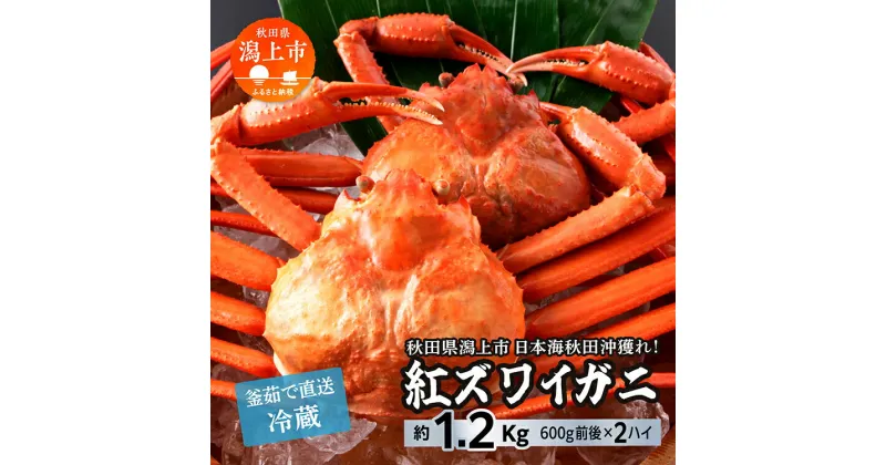 【ふるさと納税】《 冷蔵 》 ズワイガニ 2匹 約 1.2kg 紅ズワイガニ ベニズワイガニ ずわい ズワイ蟹 ずわいがに ずわい蟹 姿 ボイル 訳あり 蟹 カニ かに 国産 蟹 不揃い 傷 緊急 カニみそ入り 潟上市 【安田水産】