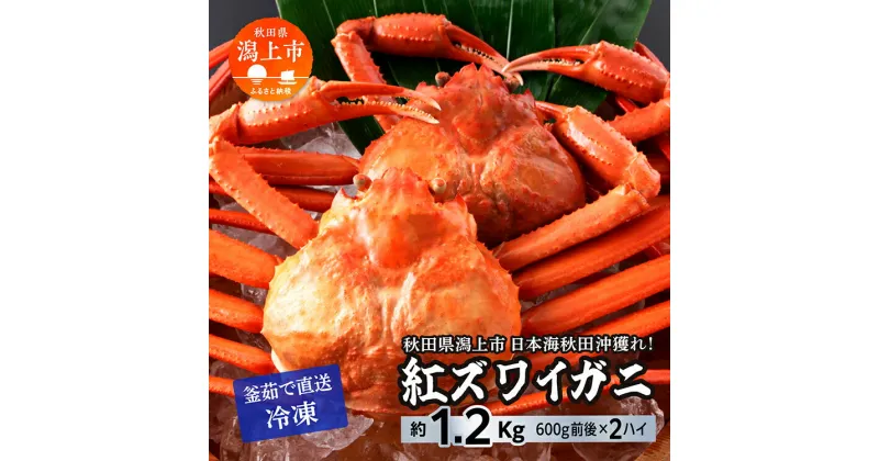 【ふるさと納税】 ズワイガニ 2匹 約 1.2kg 冷凍 紅ズワイガニ ベニズワイガニ ずわい ズワイ蟹 ずわいがに ずわい蟹 姿 ボイル 訳あり 蟹 カニ かに 国産 蟹 不揃い 傷 緊急 カニみそ入り 潟上市 【安田水産】