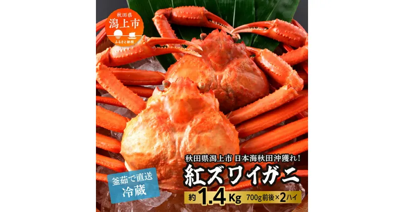 【ふるさと納税】《 冷蔵 》 ズワイガニ 2匹 約 1.4kg 紅ズワイガニ ベニズワイガニ ずわい ズワイ蟹 ずわいがに ずわい蟹 姿 ボイル 訳あり 蟹 カニ かに 国産 蟹 不揃い 傷 緊急 カニみそ入り 潟上市 【安田水産】