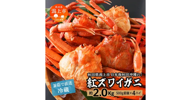 【ふるさと納税】《 冷蔵 》 ズワイガニ 4匹 約 2kg 紅ズワイガニ ベニズワイガニ ずわい ズワイ蟹 ずわいがに ずわい蟹 姿 ボイル 訳あり 蟹 カニ かに 国産 蟹 不揃い 傷 緊急 カニみそ入り秋田 潟上市 【安田水産】