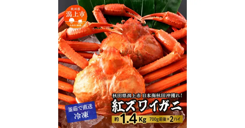 【ふるさと納税】 ズワイガニ 2匹 約 1.4kg 冷凍 紅ズワイガニ ベニズワイガニ ずわい ズワイ蟹 ずわいがに ずわい蟹 姿 ボイル 訳あり 蟹 カニ かに 国産 蟹 不揃い 傷 緊急 カニみそ入り 潟上市 【安田水産】