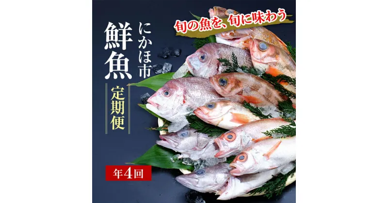 【ふるさと納税】鮮魚 定期便 年4回 開けたらすぐ食べられる日本海の鮮魚 2～3人前 セット 魚 詰め合わせ 海鮮セット 食べ比べ 鮮魚ボックス 海鮮 海産物 海の幸 魚介 魚介類 刺身 切り身 ひらめ 鯛 甘エビ 鯵 あんこう 鮭 カレイ ハタハタ 鱈 ズワイガニ 冷蔵 定期　定期便