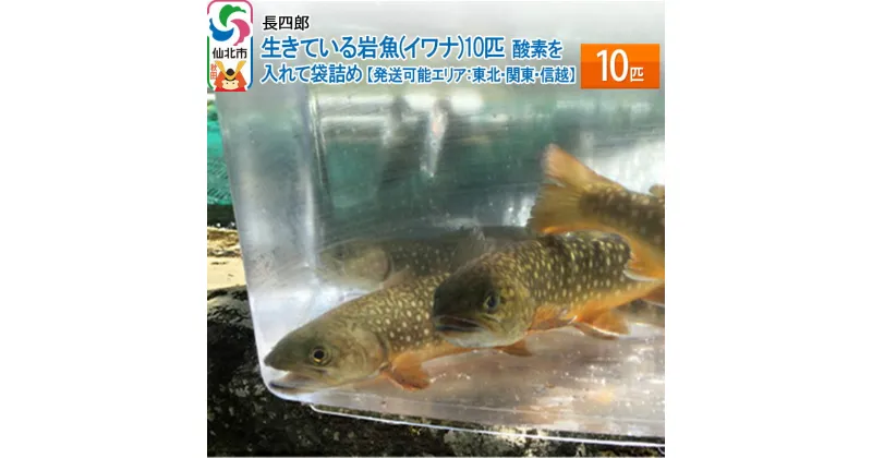 【ふるさと納税】生きている岩魚（イワナ）10匹 酸素を入れて袋詰め【発送可能エリア：東北・関東・信越】 10匹