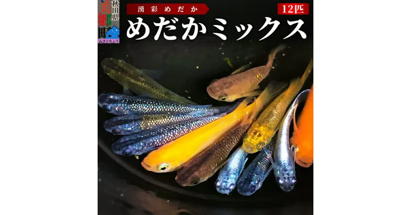 【ふるさと納税】めだか ミックス 12匹 メダカ 生体 観賞用 魚 ペット 観賞魚