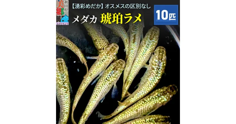 【ふるさと納税】めだか 琥珀ラメ10匹 メダカ 生体 観賞用 魚 ペット 観賞魚