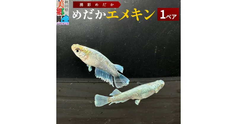 【ふるさと納税】めだか エメキン (1ペア) メダカ 生体 観賞用 魚 ペット 観賞魚