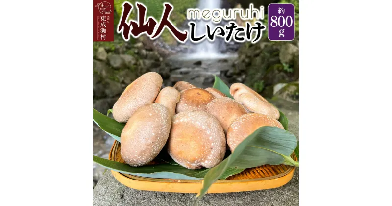 【ふるさと納税】meguruhi 仙人しいたけ 約800g