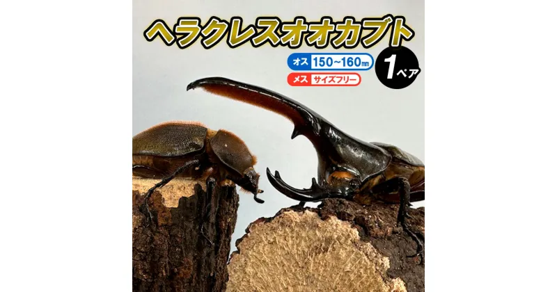 【ふるさと納税】ヘラクレスオオカブト オス(150～160mm)・メス(サイズフリー) 1ペア FY24-176