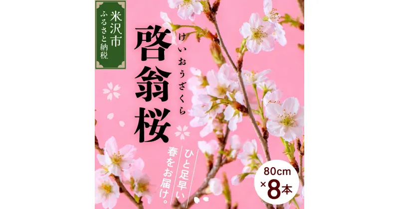 【ふるさと納税】《 先行予約 》 啓翁桜 ( けいおうざくら ) 80cm × 8本〔 1月中旬頃 ～ お届け 〕 花 生花 枝花