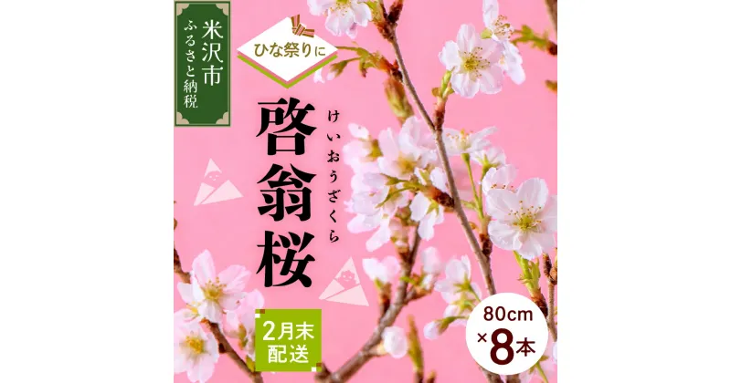 【ふるさと納税】《 先行予約 》【 ひなまつり用 / 数量限定 】 啓翁桜 ( けいおうざくら ) 80cm × 8本 花 生花 枝花