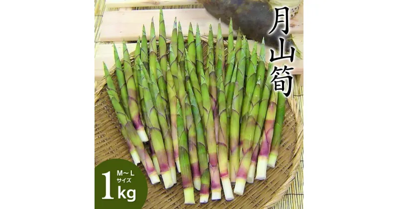 【ふるさと納税】【令和7年産先行予約】月山筍 1kg（M～Lサイズ） 地元鶴岡の春の定番食材 K-730 | たけのこ 竹の子