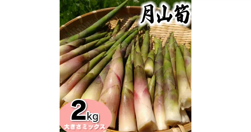 【ふるさと納税】【令和7年産 先行予約】月山筍(ネマガリダケ) サイズミックス 2kg　発送時期：5月上旬～6月上旬頃　がっさん たけのこ