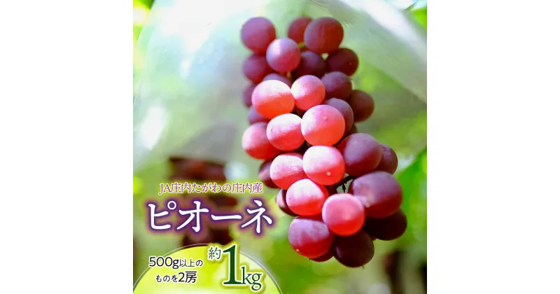 【ふるさと納税】【令和7年産先行予約】JA庄内たがわの庄内産 ピオーネ 約1kg 大粒・種なしぶどう　K-730