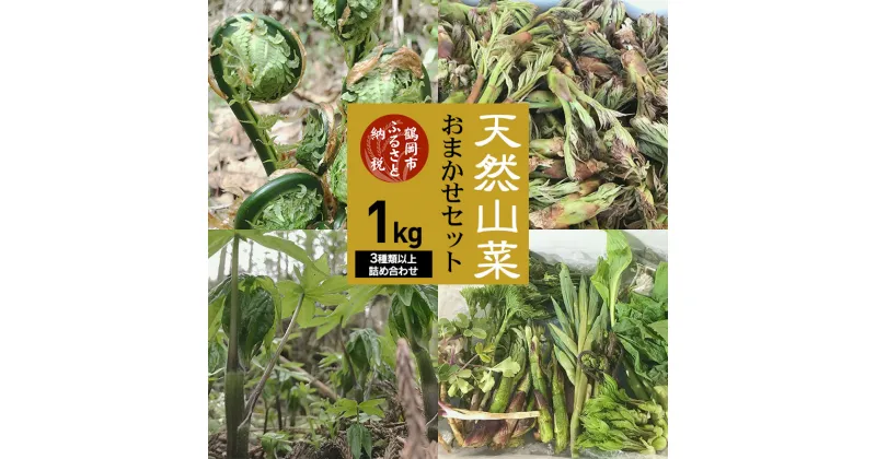 【ふるさと納税】【 2025年 令和7年産 先行予約 】天然山菜おまかせセット1kg（3種類以上） わかば屋 | 山形県 鶴岡市 山形 鶴岡 楽天ふるさと 納税 支援 東北 返礼品 山菜 野菜 やさい お取り寄せ ご当地 特産品 食品 食べ物 食料品 取り寄せ さんさい 山の幸 天然山菜