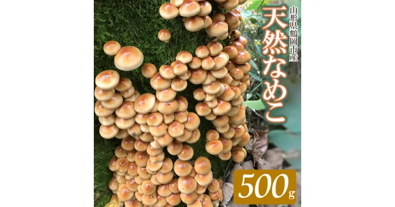 【ふるさと納税】【 2024年 令和6年 先行予約 】山形県 鶴岡市産 天然 なめこ 500g （発送時期：10月20日～12月10日頃） きのこ わかば屋