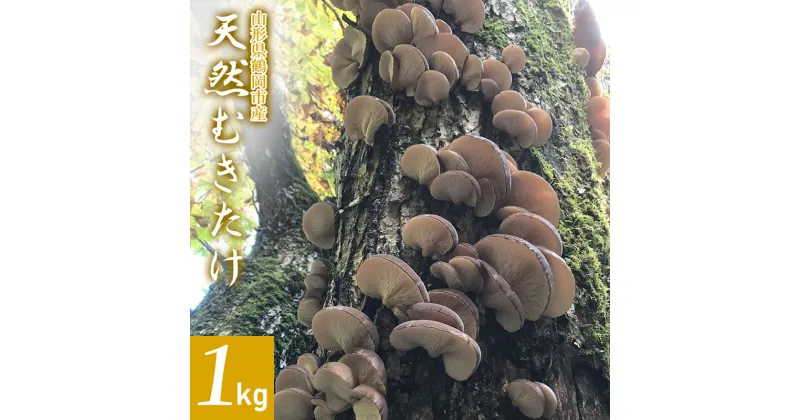 【ふるさと納税】【 2024年 令和6年 先行予約 】山形県鶴岡市産 天然むきたけ 1kg 【発送時期：10月20日～11月30日頃】 きのこ わかば屋