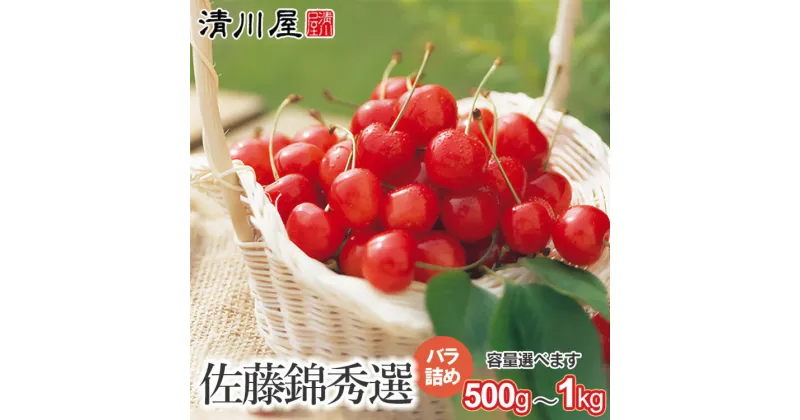 【ふるさと納税】【令和7年産 先行予約】さくらんぼ 佐藤錦 秀選バラ詰め　容量お選びください【500g～1kg】 Lサイズ | 山形県 鶴岡市 返礼品 フルーツ 果物 くだもの お取り寄せ グルメ サクランボ 桜桃 秀品 特産品