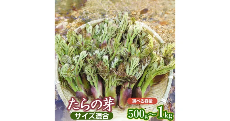 【ふるさと納税】 【2025年 令和7年産 先行予約】山形県鶴岡市産 たらの芽【500g～1kg】 サイズ混合 山菜 | 山形県 鶴岡市 返礼品 お取り寄せ ご当地 野菜 たらのめ タラの芽 タラノメ やさい 食品