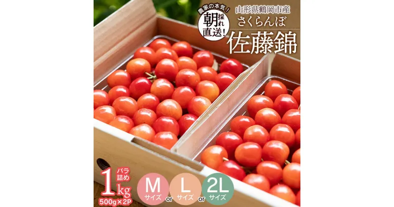 【ふるさと納税】さくらんぼ 佐藤錦 バラ詰め1kg（500g×2P）［サイズお選びください・M～2L］ 山形県鶴岡市産　大膳農園