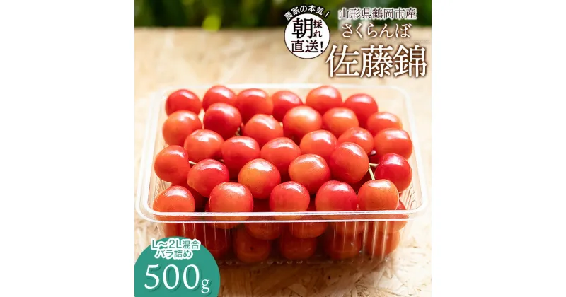 【ふるさと納税】【令和7年産先行予約】さくらんぼ 佐藤錦 L〜2Lサイズ混合 バラ詰め 500g 山形県鶴岡市産 大膳農園