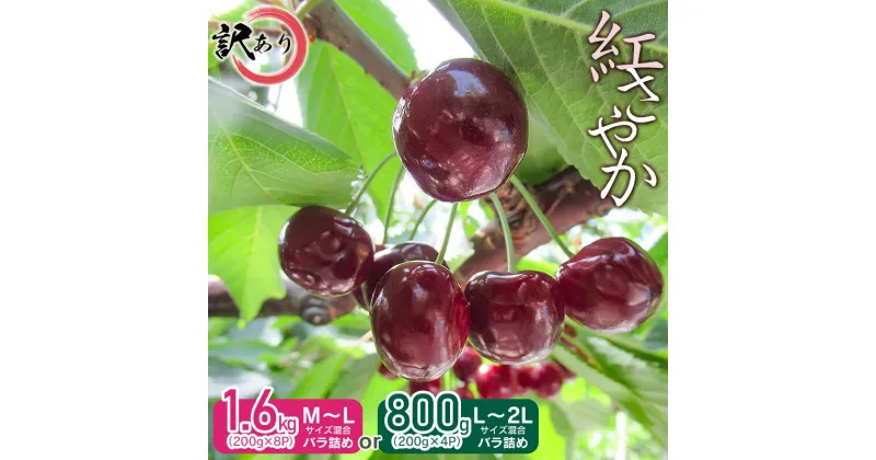 【ふるさと納税】【令和7年産先行予約】［訳あり］ サイズ混合　さくらんぼ 紅さやか バラ詰め ［容量お選びください・800g(200g×4P)・1.6kg(200g×8P)］ 山形県 鶴岡市産 大膳農園 受粉樹 | 返礼品 フルーツ 果物 くだもの 桜桃 お取り寄せグルメ 果実 山形産 ワケあり