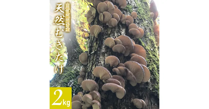 【ふるさと納税】【 2024年 令和6年 先行予約 】山形県鶴岡市産 天然むきたけ 2kg 【発送時期：10月20日～11月30日頃】きのこ わかば屋