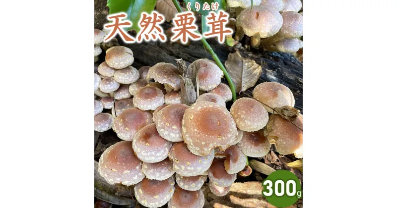 【ふるさと納税】【2024年 令和6年 先行予約】天然くりたけ 300g きのこ 栗茸 発送時期：10月20日～12月10日頃 | 山形県 鶴岡市 楽天ふるさと 納税 山形 支援 返礼品 お取り寄せ 天然 くりたけ クリタケ 取り寄せ 特産品 名産品 支援品 天然きのこ キノコ 食品 食べ物